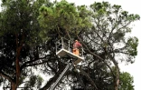 Un jardinier élague un pin parasol à Rome le 2 décembre 2020