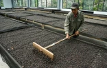 Un employé ratisse les grains de café pendant le processus de séchage à la plantation de café Xiaowazi à Pu'er, le 1er avril 2025 dans la province du Yunnan, dans le sud-ouest de la Chine