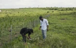 PJ Okocha, cofondateur de PS Nutrac, et l'ingénieur agronome Gbolahan Folarin inspectent un plant d'aubergines, le 5 juin 2018 à Wasinmi, près d'Abeokuta, au Nigeria 