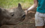 Une employée caresse un bébé rhinocéros dont les parents ont été tués par des braconniers, recueili dans un centre près de Mokopane, en Afrique du Sud, le 9 janvier 2021.