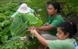 Récolte de légumes bio cultivés dans un potager géant de la favela de Manguinhos, à Rio de Janeiro, le 6 mai 2022 au Brésil