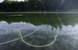 Des algues visibles dans le bassin réfléchissant du Lincoln Memorial,  alors que les efforts de nettoyage se poursuivent là où la peinture bleue s'est écaillée, le 20 juin 2026 à Washington