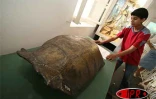 Trois espèces de chauve-souris, 22 espèces d'oiseaux et trois espèces de reptiles ont disparu à jamais de l'île. Le principal responsable est l'homme  qui, en 200 ans, a décimé presque la totalité des espèces endémiques.
