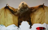 Trois espèces de chauve-souris, 22 espèces d'oiseaux et trois espèces de reptiles ont disparu à jamais de l'île. Le principal responsable est l'homme  qui, en 200 ans, a décimé presque la totalité des espèces endémiques.