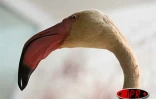 Trois espèces de chauve-souris, 22 espèces d'oiseaux et trois espèces de reptiles ont disparu à jamais de l'île. Le principal responsable est l'homme  qui, en 200 ans, a décimé presque la totalité des espèces endémiques.