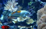 Implantés sur le port de Saint-Gilles (Ouest) depuis 2000, l'Aquarium de La Réunion et ses 500 poissons reprentant 125 espèces attirent une foule de visiteurs sans cesse croissante