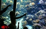 Implantés sur le port de Saint-Gilles (Ouest) depuis 2000, l'Aquarium de La Réunion et ses 500 poissons reprentant 125 espèces attirent une foule de visiteurs sans cesse croissante