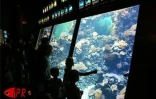 Implantés sur le port de Saint-Gilles (Ouest) depuis 2000, l'Aquarium de La Réunion et ses 500 poissons reprentant 125 espèces attirent une foule de visiteurs sans cesse croissante