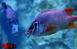Implantés sur le port de Saint-Gilles (Ouest) depuis 2000, l'Aquarium de La Réunion et ses 500 poissons reprentant 125 espèces attirent une foule de visiteurs sans cesse croissante