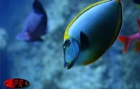 Implantés sur le port de Saint-Gilles (Ouest) depuis 2000, l'Aquarium de La Réunion et ses 500 poissons reprentant 125 espèces attirent une foule de visiteurs sans cesse croissante