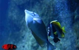 Implantés sur le port de Saint-Gilles (Ouest) depuis 2000, l'Aquarium de La Réunion et ses 500 poissons reprentant 125 espèces attirent une foule de visiteurs sans cesse croissante