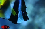 Implantés sur le port de Saint-Gilles (Ouest) depuis 2000, l'Aquarium de La Réunion et ses 500 poissons reprentant 125 espèces attirent une foule de visiteurs sans cesse croissante