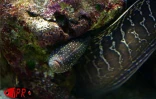 Implantés sur le port de Saint-Gilles (Ouest) depuis 2000, l'Aquarium de La Réunion et ses 500 poissons reprentant 125 espèces attirent une foule de visiteurs sans cesse croissante
