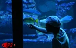 Implantés sur le port de Saint-Gilles (Ouest) depuis 2000, l'Aquarium de La Réunion et ses 500 poissons reprentant 125 espèces attirent une foule de visiteurs sans cesse croissante