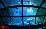 Implantés sur le port de Saint-Gilles (Ouest) depuis 2000, l'Aquarium de La Réunion et ses 500 poissons reprentant 125 espèces attirent une foule de visiteurs sans cesse croissante