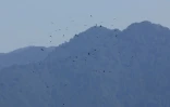 Des rapaces migrent par le "goulot d’étranglement de Batoumi", formé par la mer Noire et les montagnes du Caucase, le 23 septembre 2026 à Sakhalvasho, en Géorgie