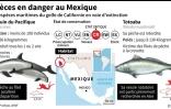 Deux espèces maritimes du golfe de Californie en voie d'extinction 