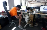 Bill Dicke et son chien husky Nature May dans les locaux de l'entreprise Tungsten Collaborative, le 5 mai 2022 à Ottawa, au Canada