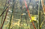 Des petits poissons nagent dans les eaux du parc national des Everglades, en Floride, le 30 septembre 2021