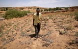 Un agriculteur inspecte ses récoltes endommagées dans un champ à Sidi Slimane, après six années consécutives de sécheresse au Maroc, le 24 juin 2024