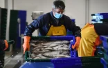 Du poisson est déchargé le 12 novembre 2020 à Roscoff, en Bretagne