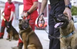 Des chiens entraînés par des pompiers à détecter une éventuelle odeur du coronavirus, le 30 avril 2020 à Ajaccio, en Corse