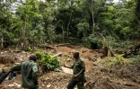Des gardes forestiers de l'Autorité nationale des aires protégées (NPAA) sur un site de déforestation et de mine d'or illégale dans la réserve forestière de Kambui, près de Kenema, le 14 juin 2024 en Sierra Leone