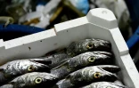 Une caisse de poissons à bord d'un bateau italien, le 23 mai 2019, au large de San Benedetto del Tronto