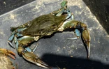 Un crabe bleu (Callinectes sapidus) à Hyères, le 28 mai 2026 dans le Var