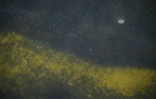Un déchirure dans le revêtement d'étanchéité  est visible au fond du bassin du Lincoln Memorial, le 18 juin 2026 à Washington
