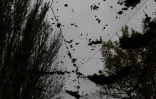 Des feuilles tombées sur des filets antidrones, le 30 octobre 2026 à Kherson, dans le sud de l'Ukraine 
