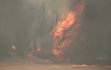 Feu de forêt près de Bet Shemesh, dans le centre d'Israël, le 30 avril 2025