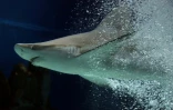 Un tiers des espèces de requins et de raies sont désormais menacées d'extinction, essentiellement en raison de la surpêche, selon WWF