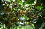 Des kiwis cultivés dans une serre dont le toit est en partie constitué de panneaux photovoltaïques, au Temple, le 3 octobre 2025 en Gironde