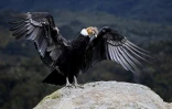 Un condor des Andes dans le parc national de Purace, en Colombie, le 13 février 2021