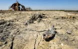Photo prise le 20 juin 2021 montrant la carcasse d'un poisson sur le sol asséché des marais de Chibaiych, dans le sud de l'Irak