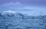 Un groupe d'orques dans le fjord Reisafjorden, le 13 janvier 2019 près de Tromsoe, dans l'extrême-nord de la Norvège