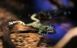 Crapaud sonneur oriental (bombina orientalis) dont la peau exsude un poison violent, visible au Palais de la découverte, le 5 octobre 2018 