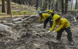 Image fournie par le National Parks Service montrant des pompiers en train de dégager le sol des brindilles susceptibles de les flammes aux séquoias géants, dans le parc californien de Yosemite, le 9 juillet 2022