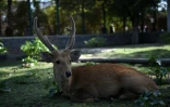 Un jeune cerf dans un enclos du zoo de Kaboul, le 12 juillet 2016 en Afghanistan