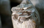 Des champignons cultivés par la Fondation Adala, une ONG locale, dans la ville assiégée de Douma, à l'est de Damas, le 2 août 2017
