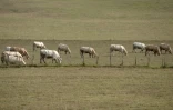 Des vaches dans un champ près d'Hasparren, dans les Pyrénées-Atlantiques, le 3 août 2022