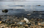 Un poisson mort sur le rivage de la lagune de la mer Mineure, le 25 août 2021 en Espagne