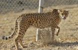 Kouchki, un mâle guépard, dans un enclos du parc Pardissan, le 10 octobre 2017 à Téhéran, en Iran