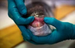 Une biologiste marine ouvre la bouche d'un poisson-ballon (Lagocephalus sceleratus) au Centre hellénique de recherche marine (HCMR), à Héraklion, en Crète, le 4 juin 2026