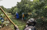 Des ouvriers agricoles récoltent des avocats dans une exploitation de Tzaneen, en Afrique du Sud, le 10 mars 2021
