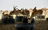Des gazelles de Rhim viennent boire et manger du foin sous un abri en tôle, le 8 juin 2022 dans la réserve de Sawa, en Irak