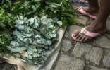 Des feuilles de "kininina Fotsy" (eucalyptus grandis), censées renforcer le système immunitaire, en vente au marché d'Ambodivona, à Antananarivo, le 26 mars 2020 à Madagascar