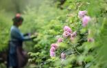 Récolte de roses centifolia dans les jardins du Domaine de la Rose, propriété de Lancôme, le 26 mai 2025 à Grasse, dans le sud de la France