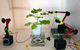 Des électrodes
reliées à un plant de tabac dans un laboratoire de l'université technologique Nanyang (NTU), le 24 mars 2021 à Singapour
